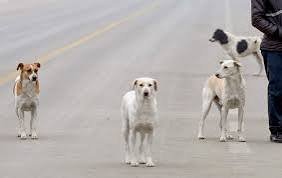 Toddler Mauled To Death By Stray Dogs In Hyderabad - BIN ABDAT NEWS